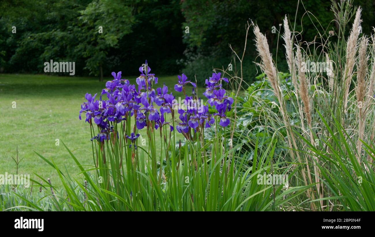 Paese inglese con iris e pampas erba di fronte al prato e alberi Foto Stock