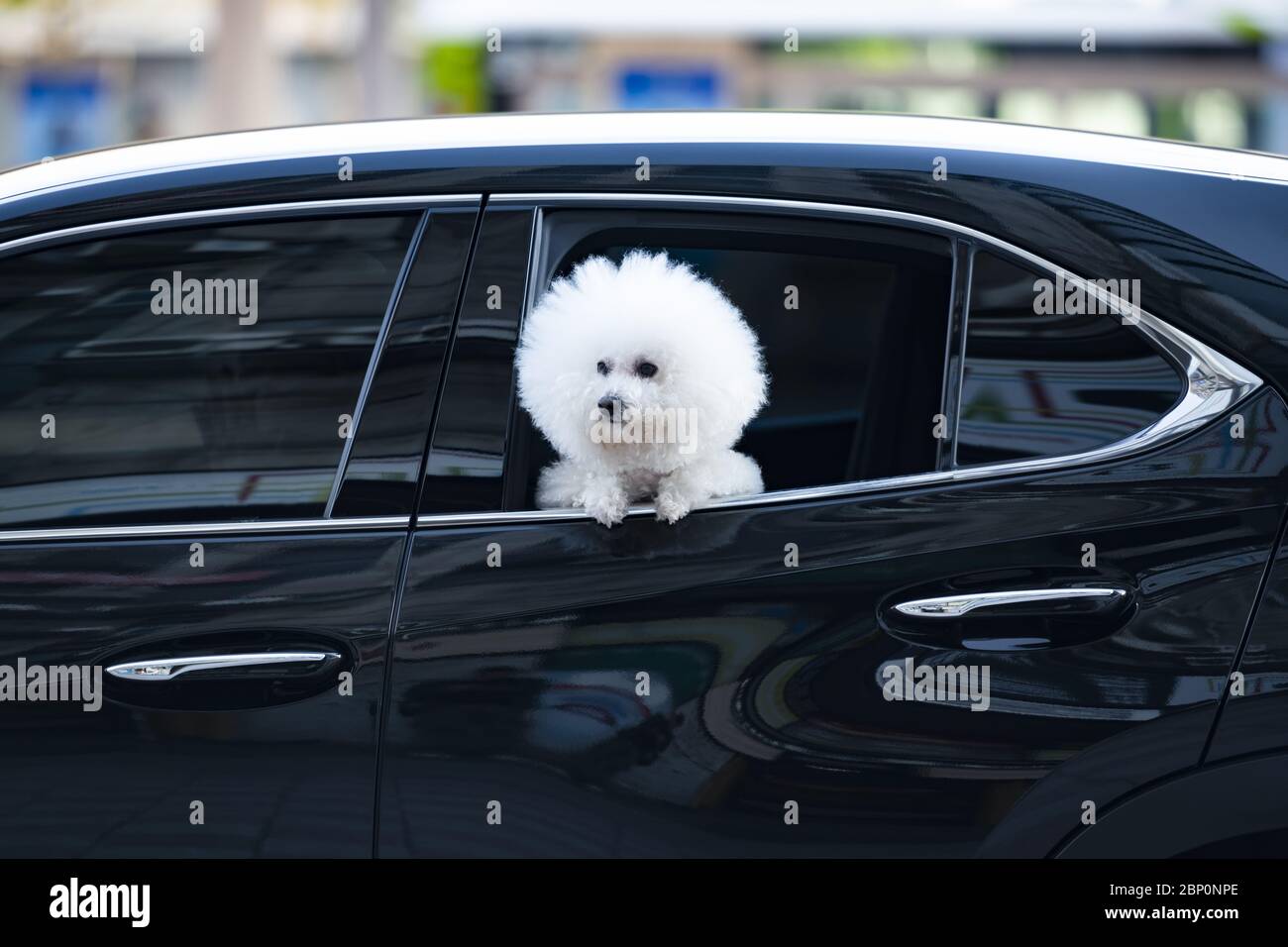 Un bel cane Bichon Frize guarda fuori una finestra di auto lungo una strada a Taipei, Taiwan. Il Bichon Frize è una piccola razza di cane del tipo bichon Foto Stock