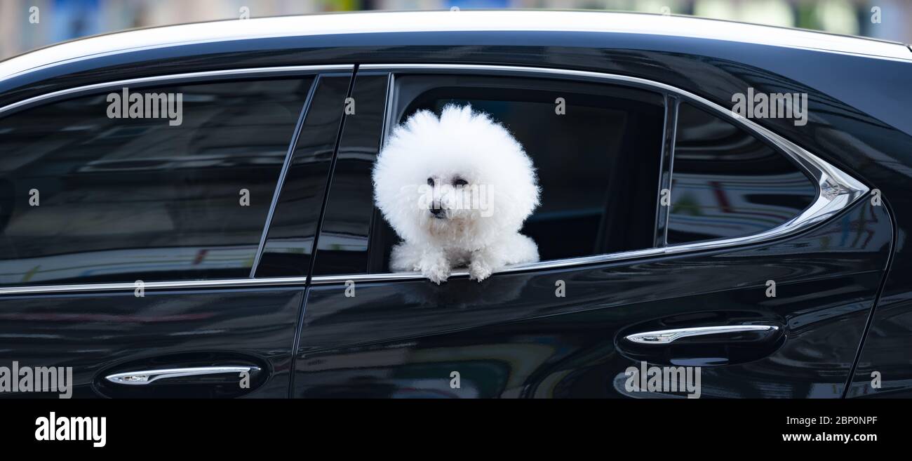 Un bel cane Bichon Frize guarda fuori una finestra di auto lungo una strada a Taipei, Taiwan. Il Bichon Frize è una piccola razza di cane del tipo bichon Foto Stock
