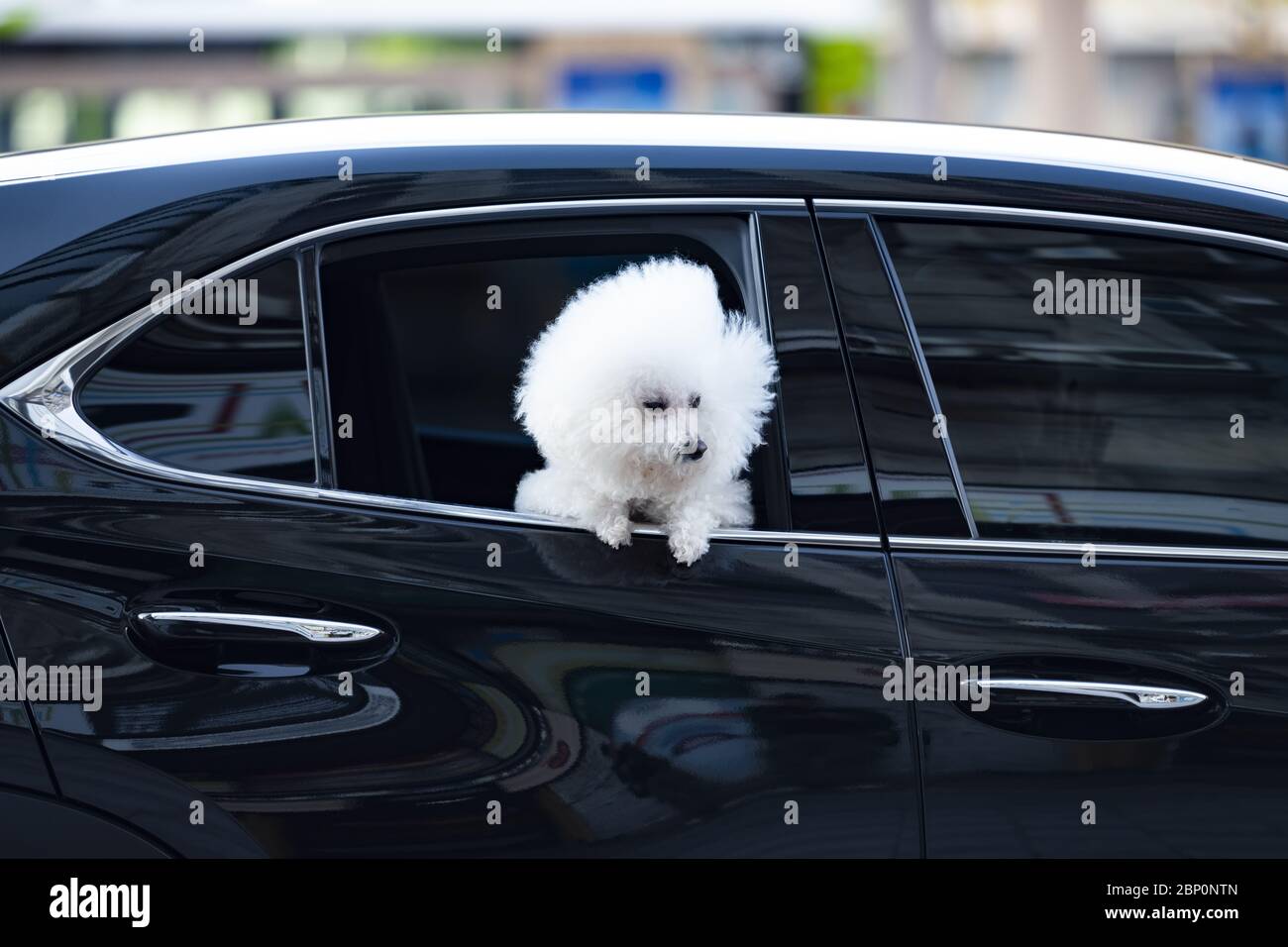 Un bel cane Bichon Frize guarda fuori una finestra di auto lungo una strada a Taipei, Taiwan. Il Bichon Frize è una piccola razza di cane del tipo bichon Foto Stock