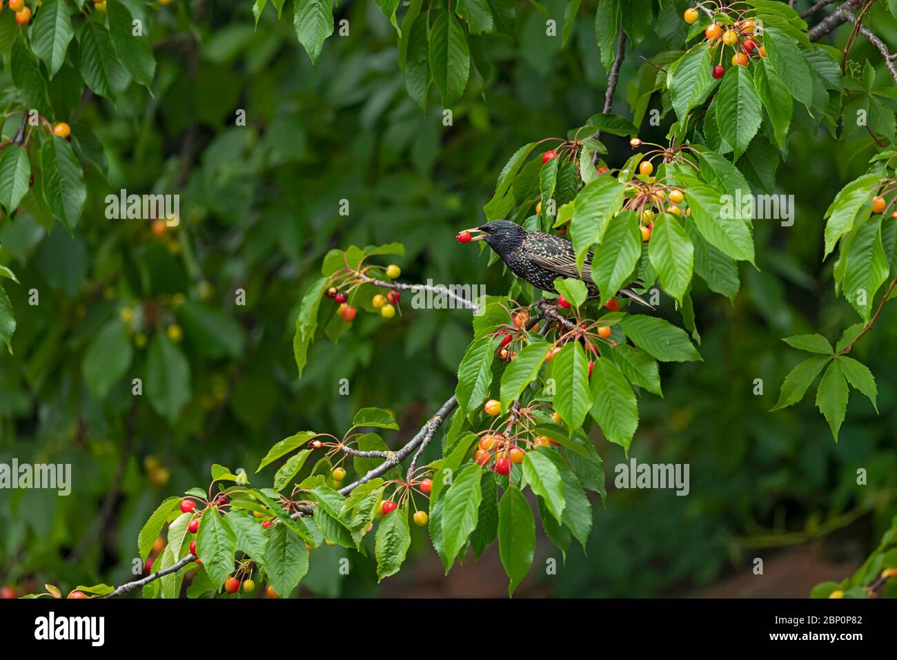 Lo Starling comune (Sturnus vulgaris) raccoglie ciliegie rosse Foto Stock