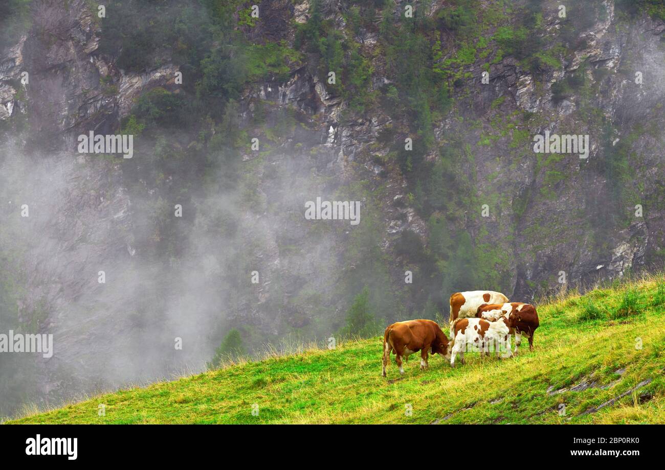 Mucche al pascolo sulla strada alpina Grossglockner, Austria Foto Stock