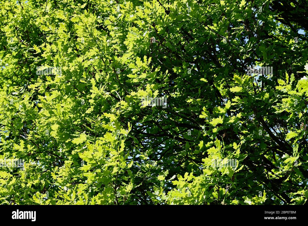 Foglie di quercia, Foots Cray Meadows, Sidcup, Kent. REGNO UNITO Foto Stock