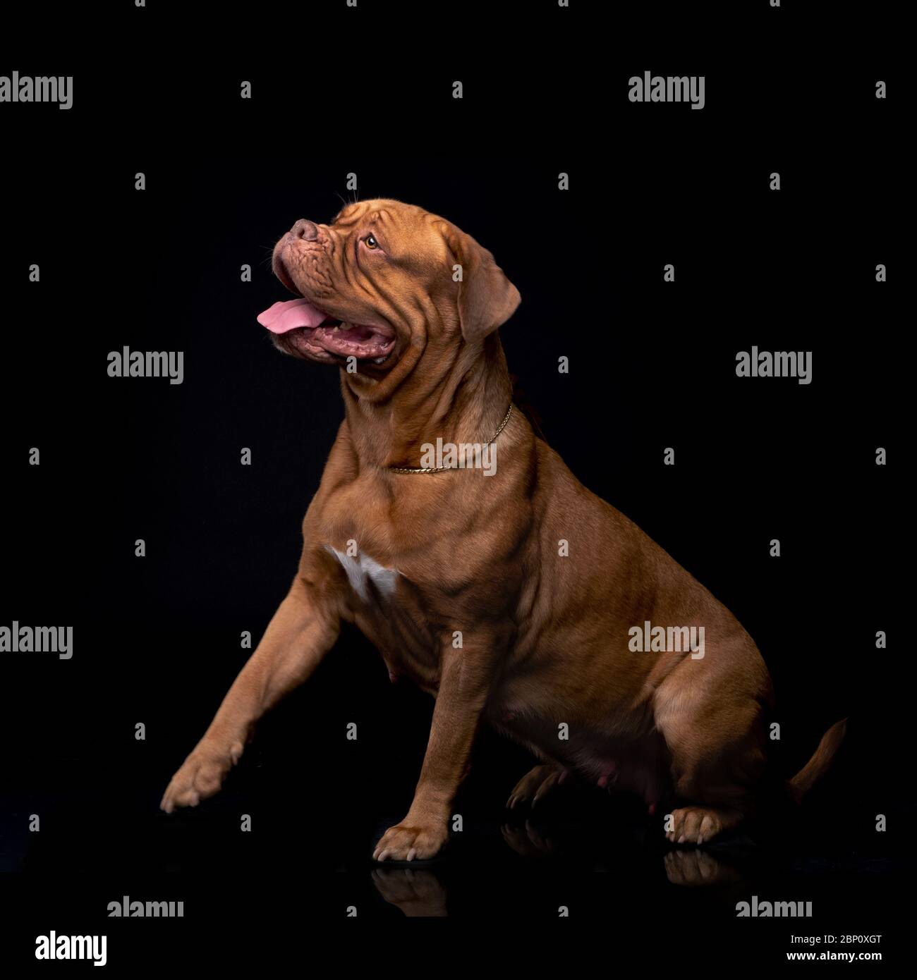 Francese Mastiff anche conosciuto come Bordeauxdog Foto Stock