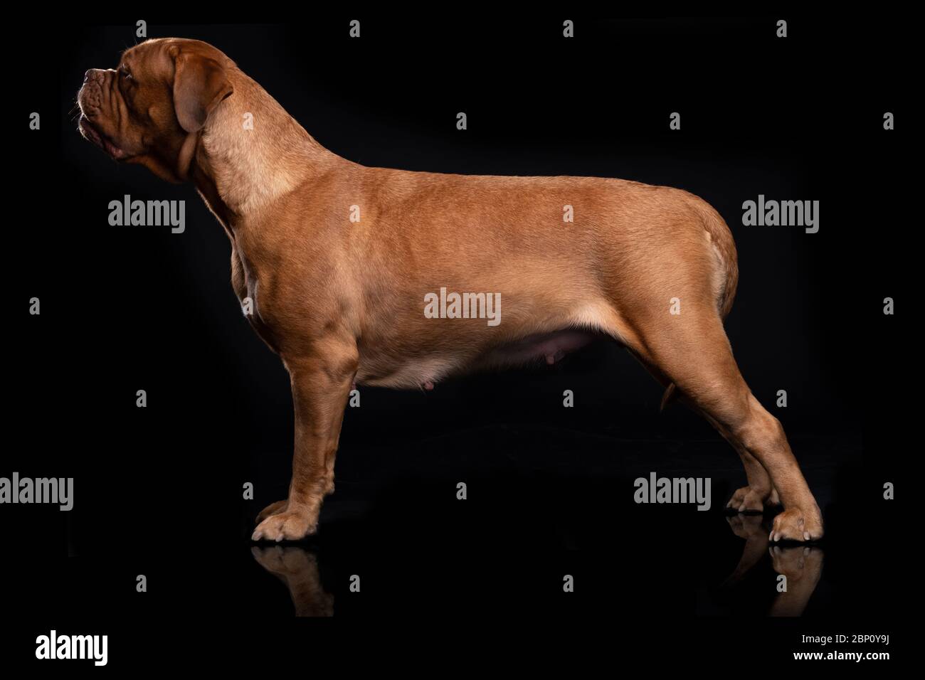 Francese Mastiff anche conosciuto come Bordeauxdog Foto Stock