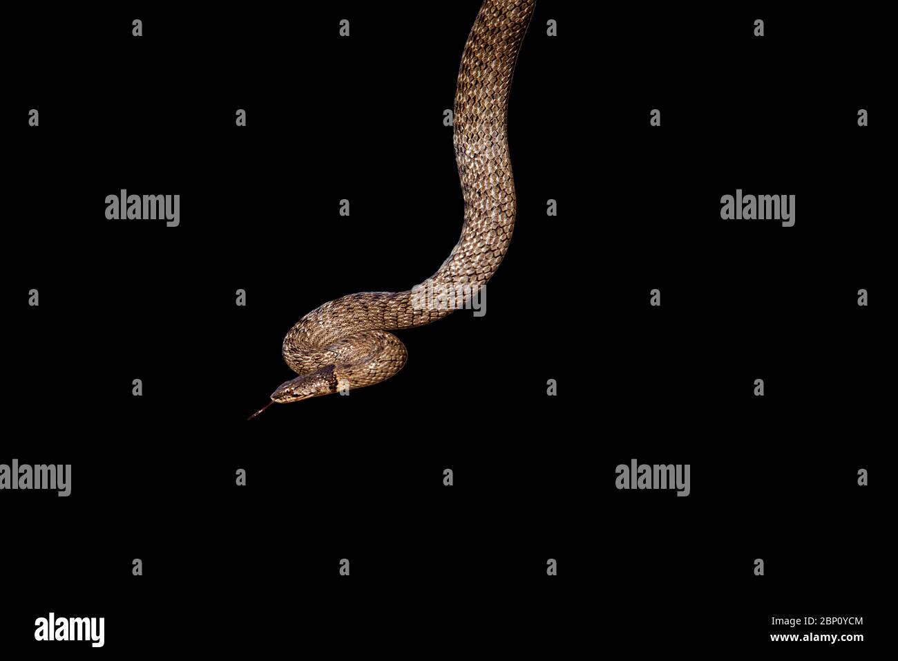 serpente minaccioso su sfondo nero Foto Stock