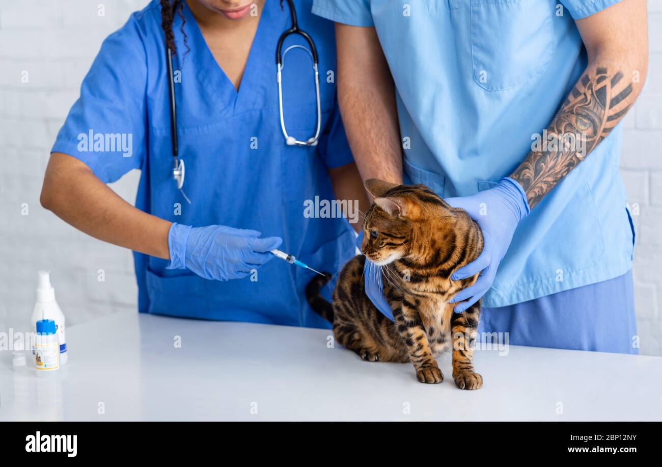 Vaccinazione per la salute degli animali. Medico veterinario con assistente che fa iniezione al gatto in ospedale, closeup Foto Stock