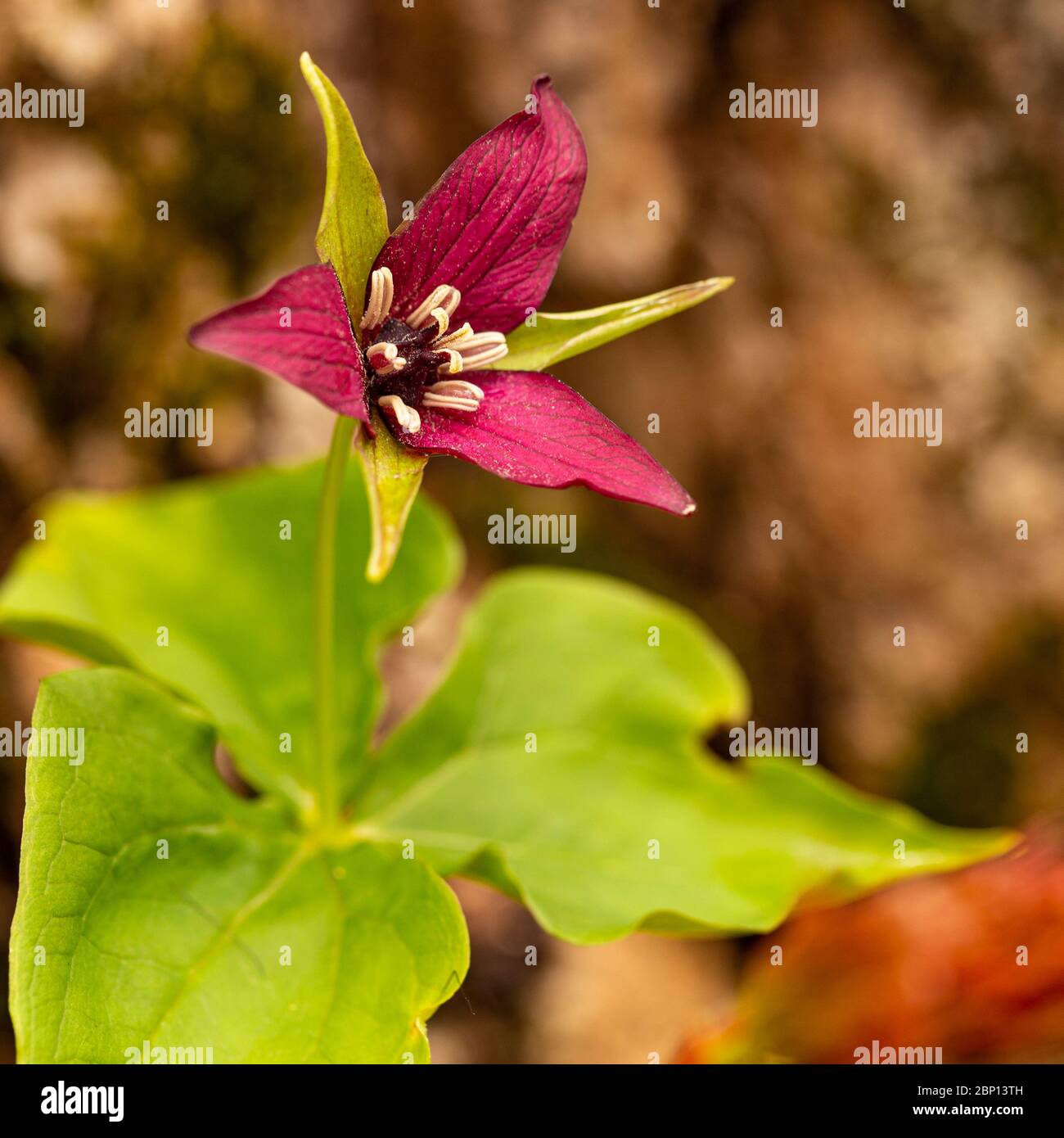 un trillio rosso contro uno sfondo sfocato in primavera Foto Stock