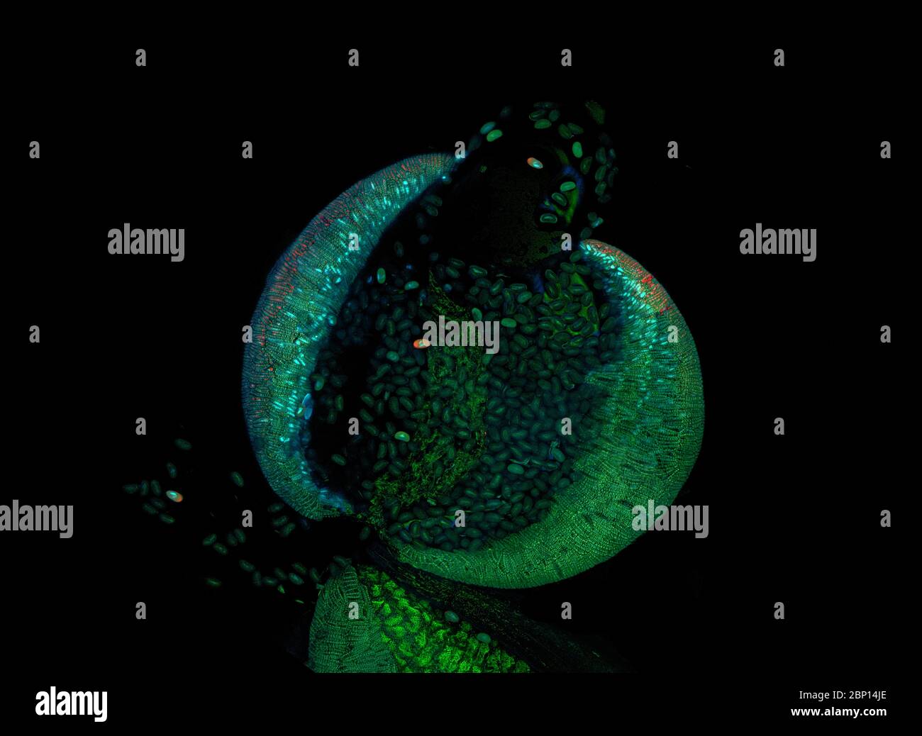 Anther e pollini di fiori di Tradecantia, micrografia a fluorescenza Foto Stock