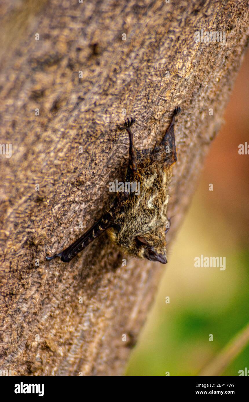 Piccolo Bat riposante su un albero Foto Stock