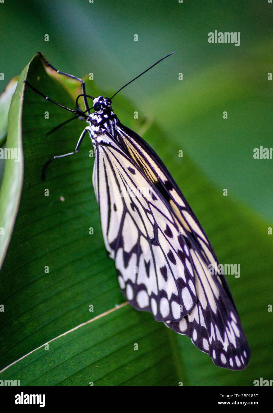 Farfalla poggiata su una foglia Foto Stock