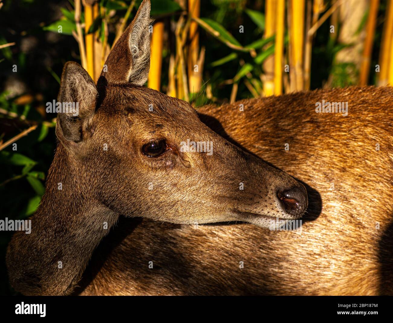 Cervi all'allarme al sole Foto Stock