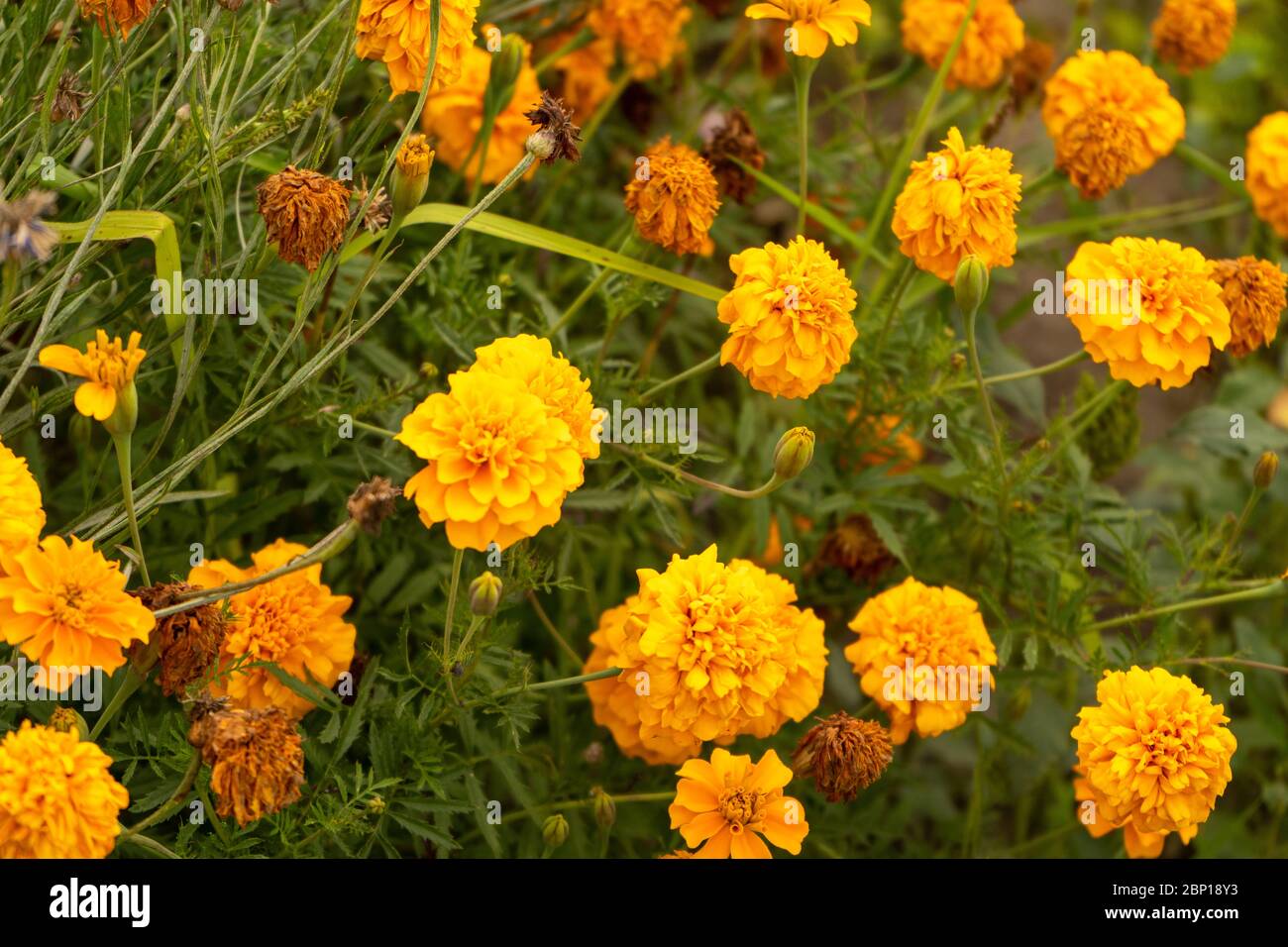 Bel fiore francese Marigold. Agosto 2019 Foto Stock