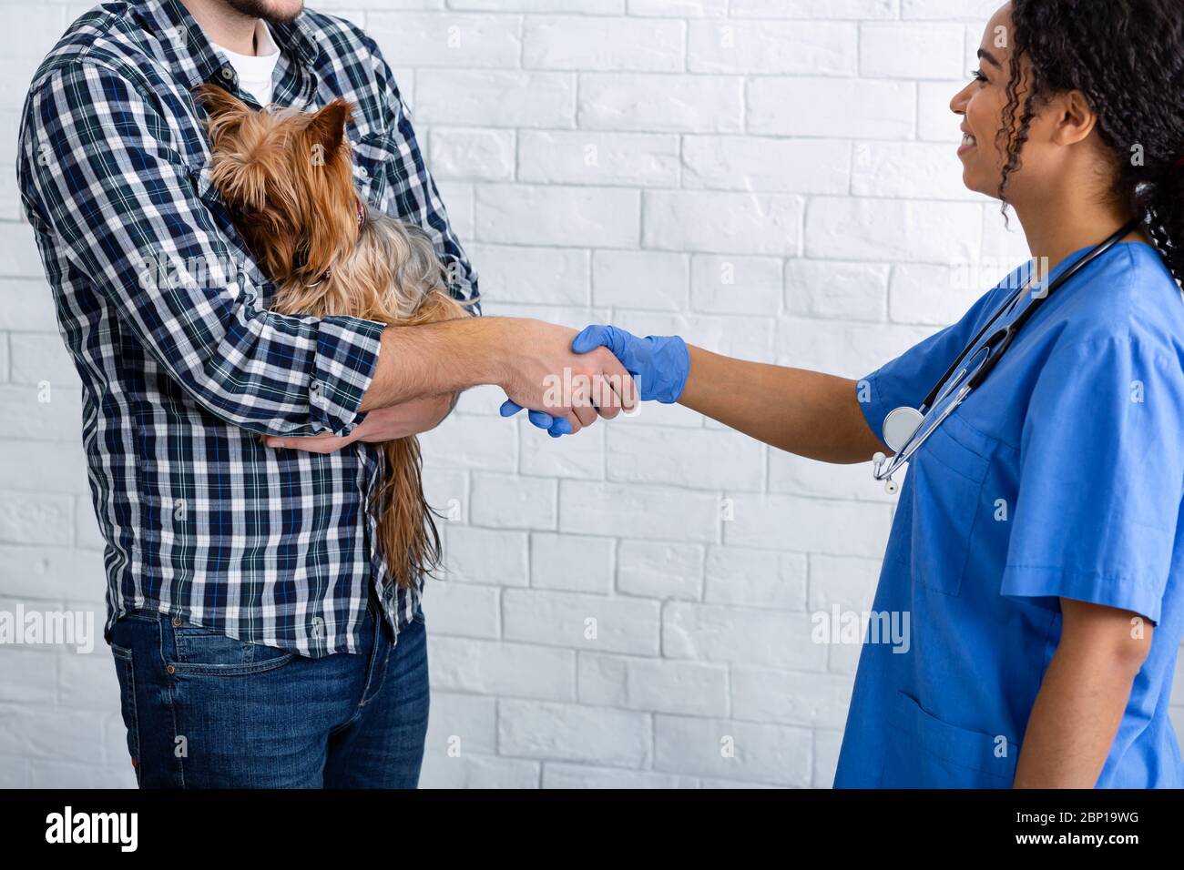 Cliente millenario con poco Yorkshire terrier e veterinario afroamericano scuotere le mani in clinica Foto Stock