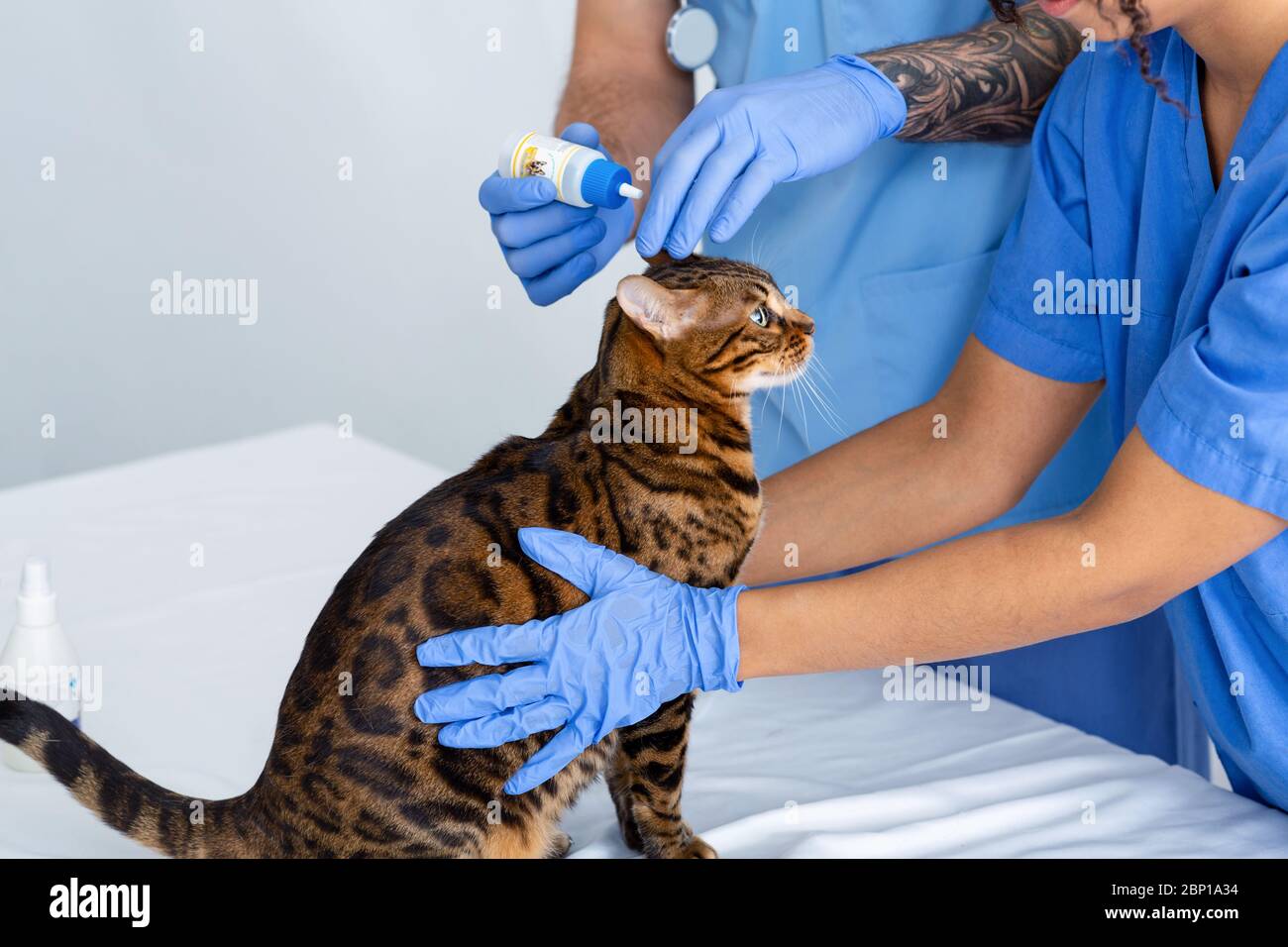Trattamento di infezione dell'orecchio per i gatti. Vet medici che usano gocce sul loro paziente in clinica animale, primo piano Foto Stock
