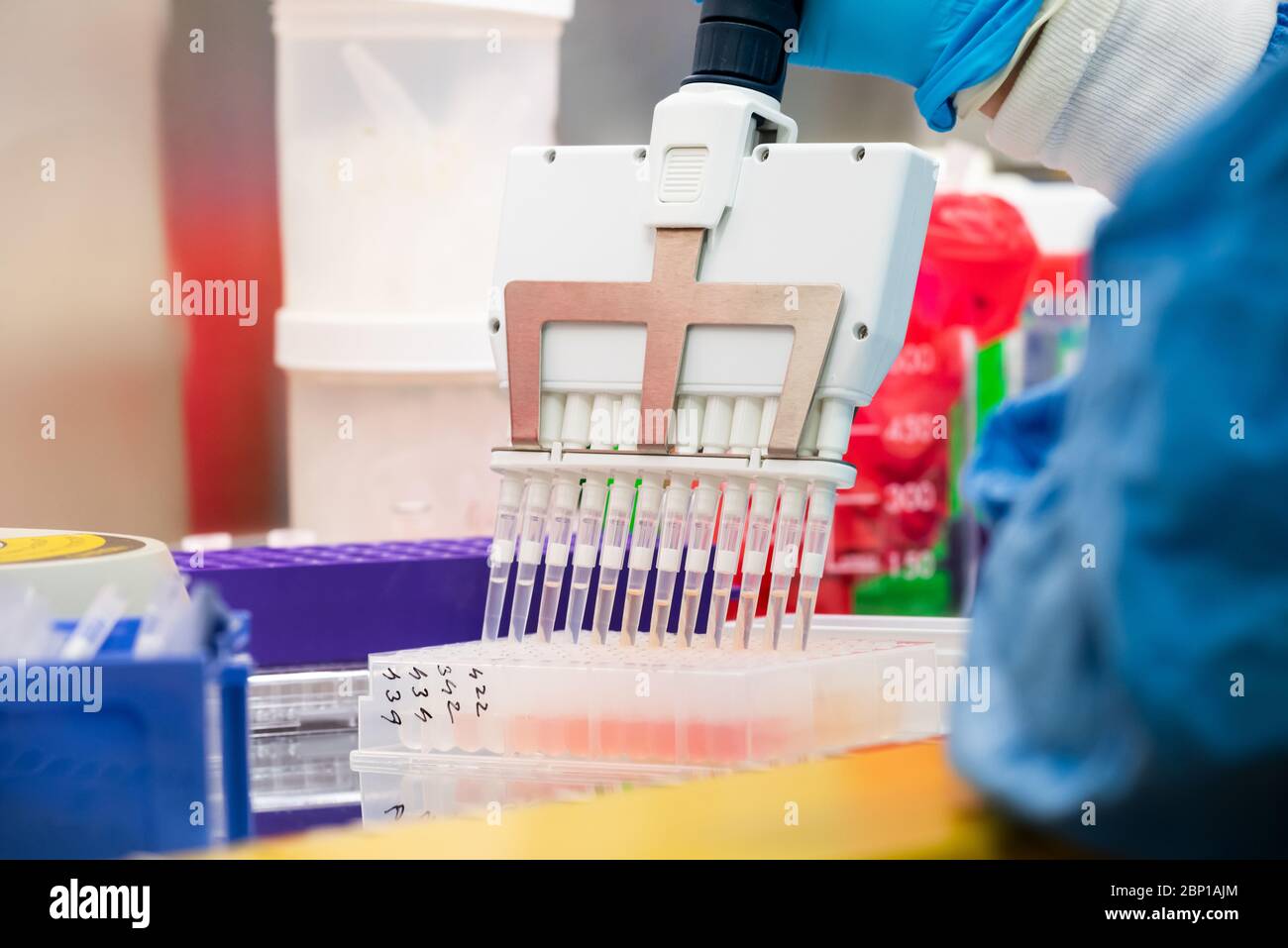 Lo scienziato utilizza pipette multicanale durante la ricerca sul DNA Foto Stock