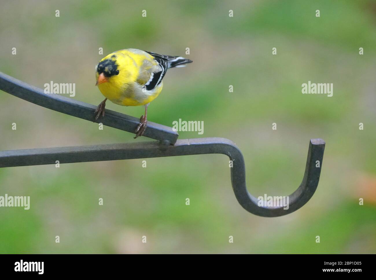 Un bel Goldfinch americano che si appollaiano sul palo di metallo Foto Stock