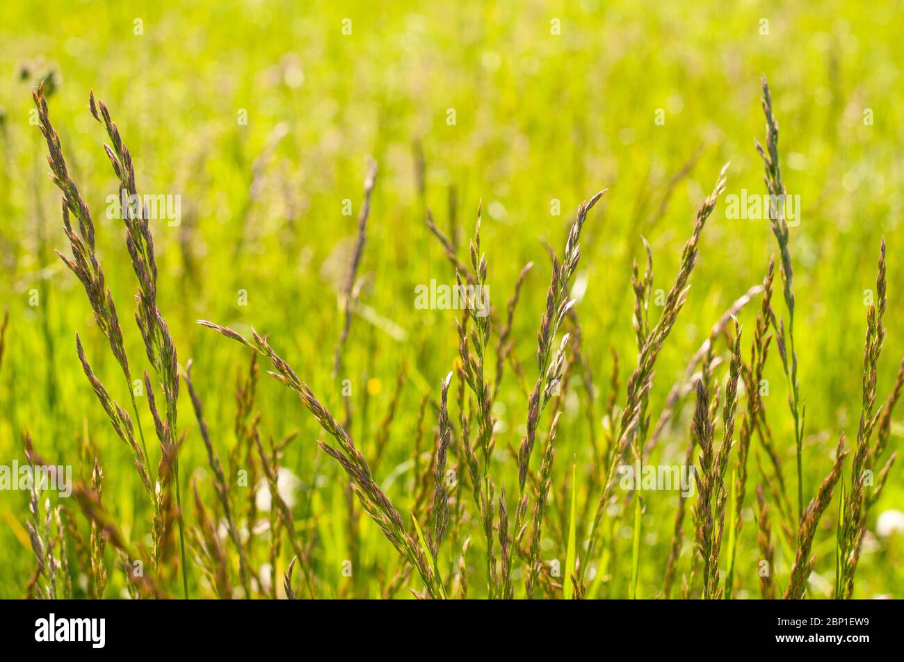 primo piano di orecchie viola di arrhenatherum elatius, il tubero avena-erba Foto Stock
