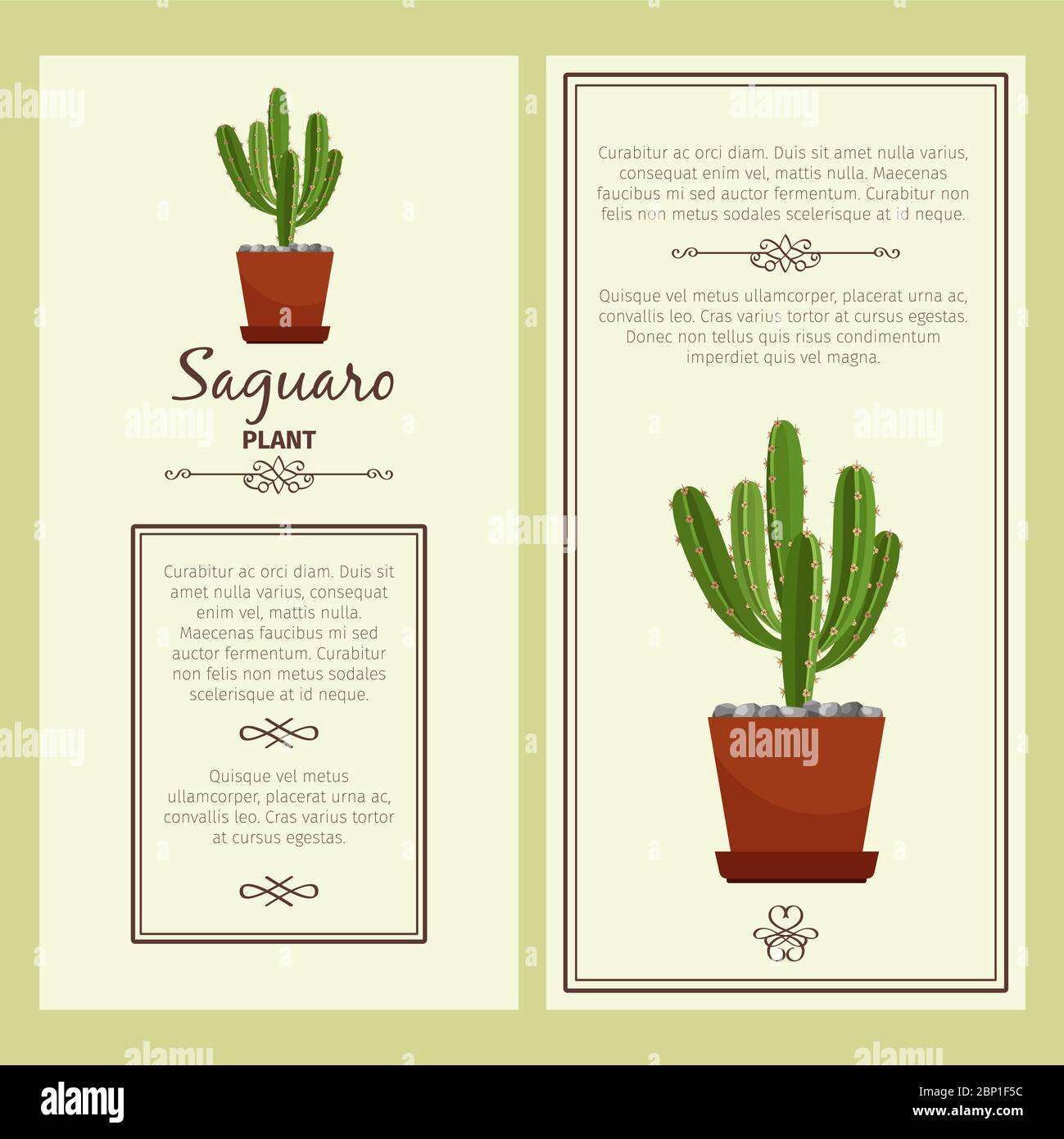 Biglietto d'auguri con pianta decorativa saguaro, cornice quadrata. Illustrazione vettoriale Illustrazione Vettoriale