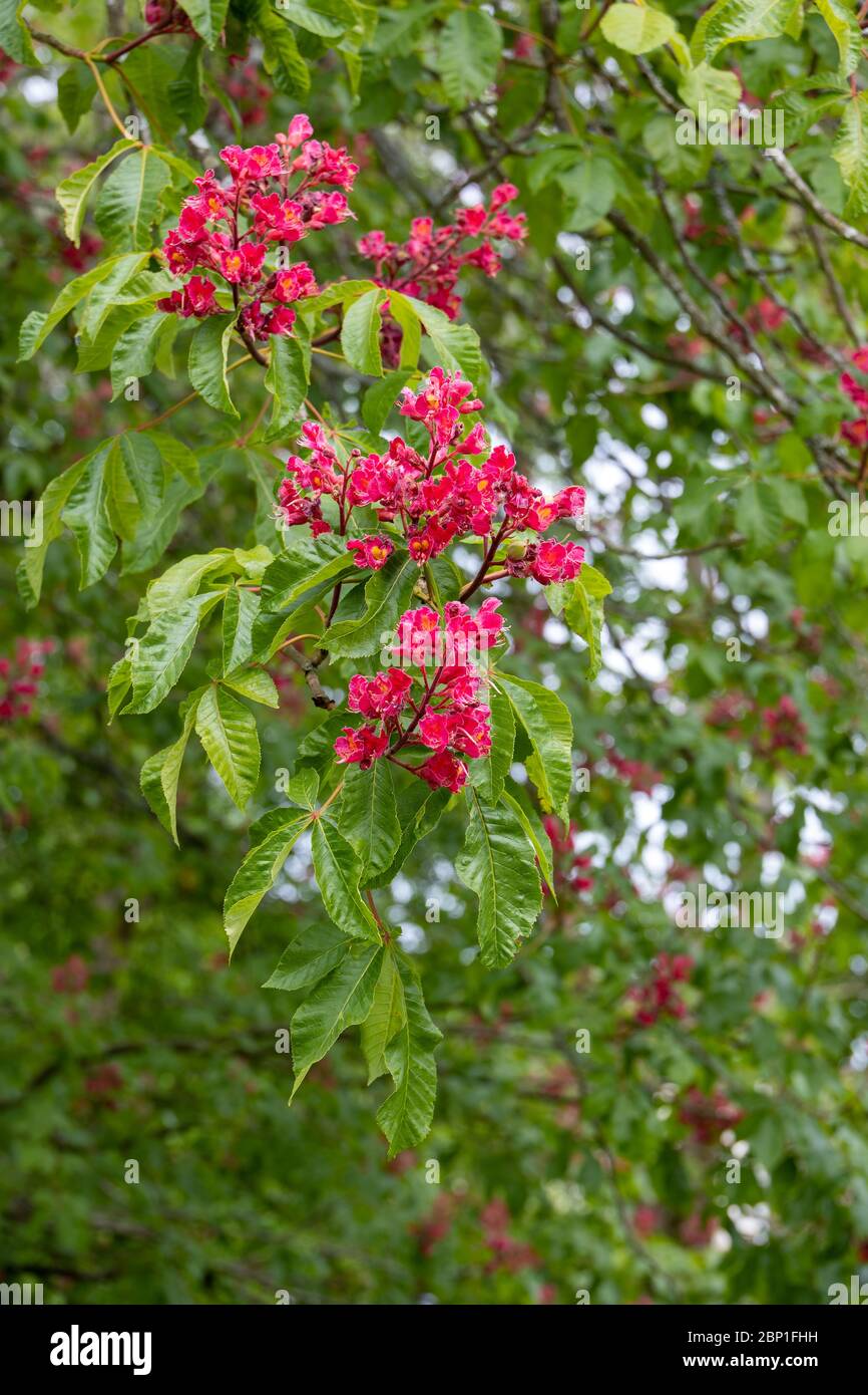 Castana dolce (Castanea sativa) fiorente in primavera Foto Stock