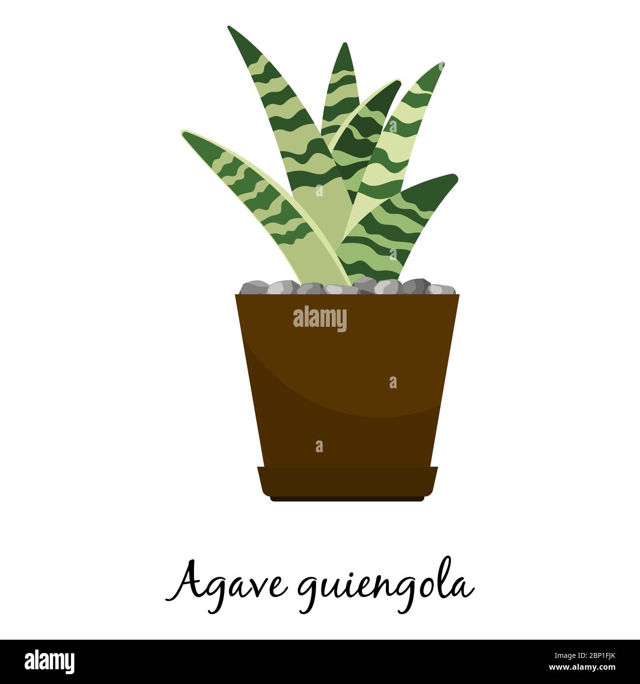 Agave guiengola cactus in vaso isolato su sfondo bianco, illustrazione vettoriale Illustrazione Vettoriale