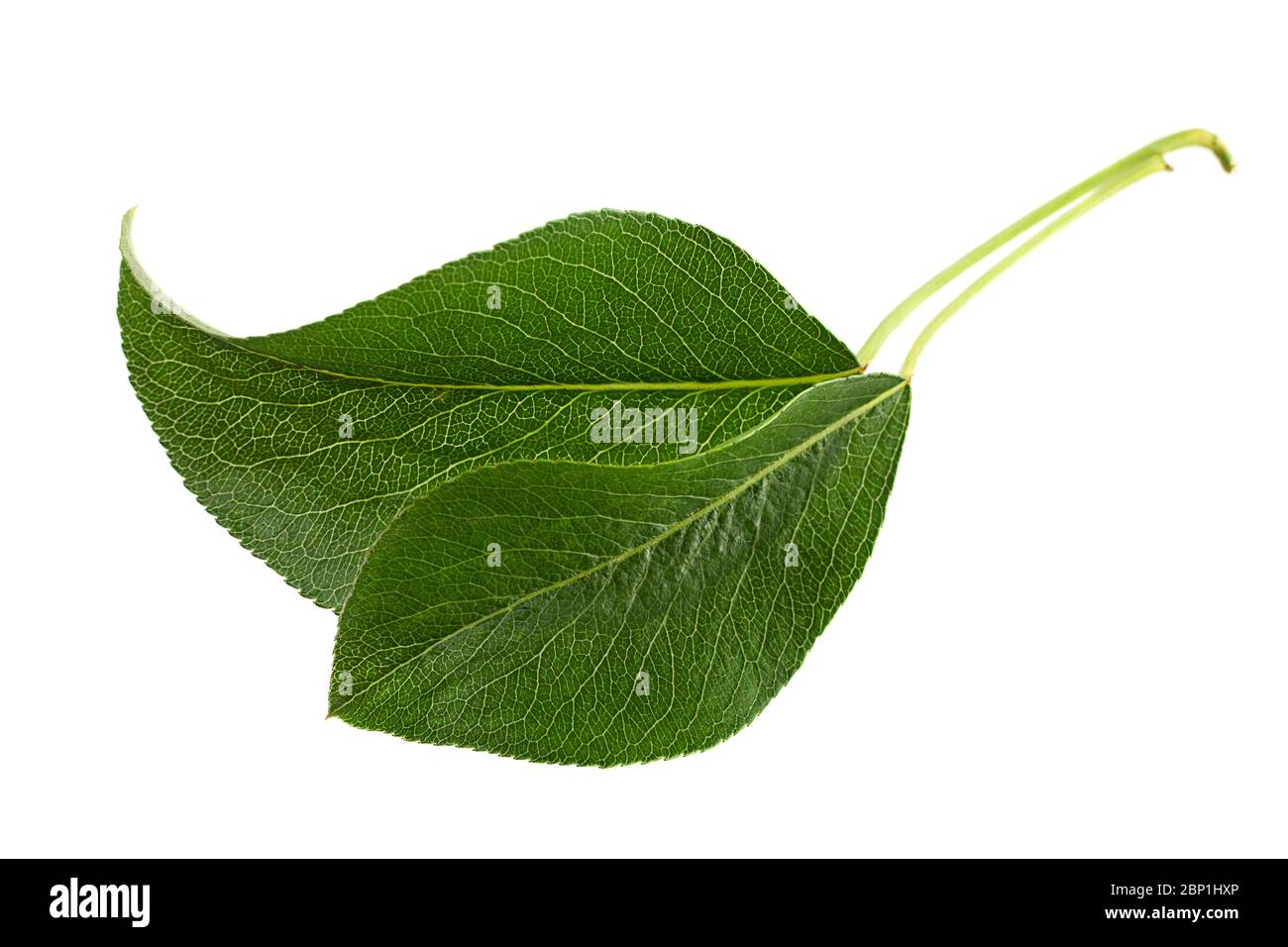 Pera leaf closeup isolati su sfondo bianco Foto Stock