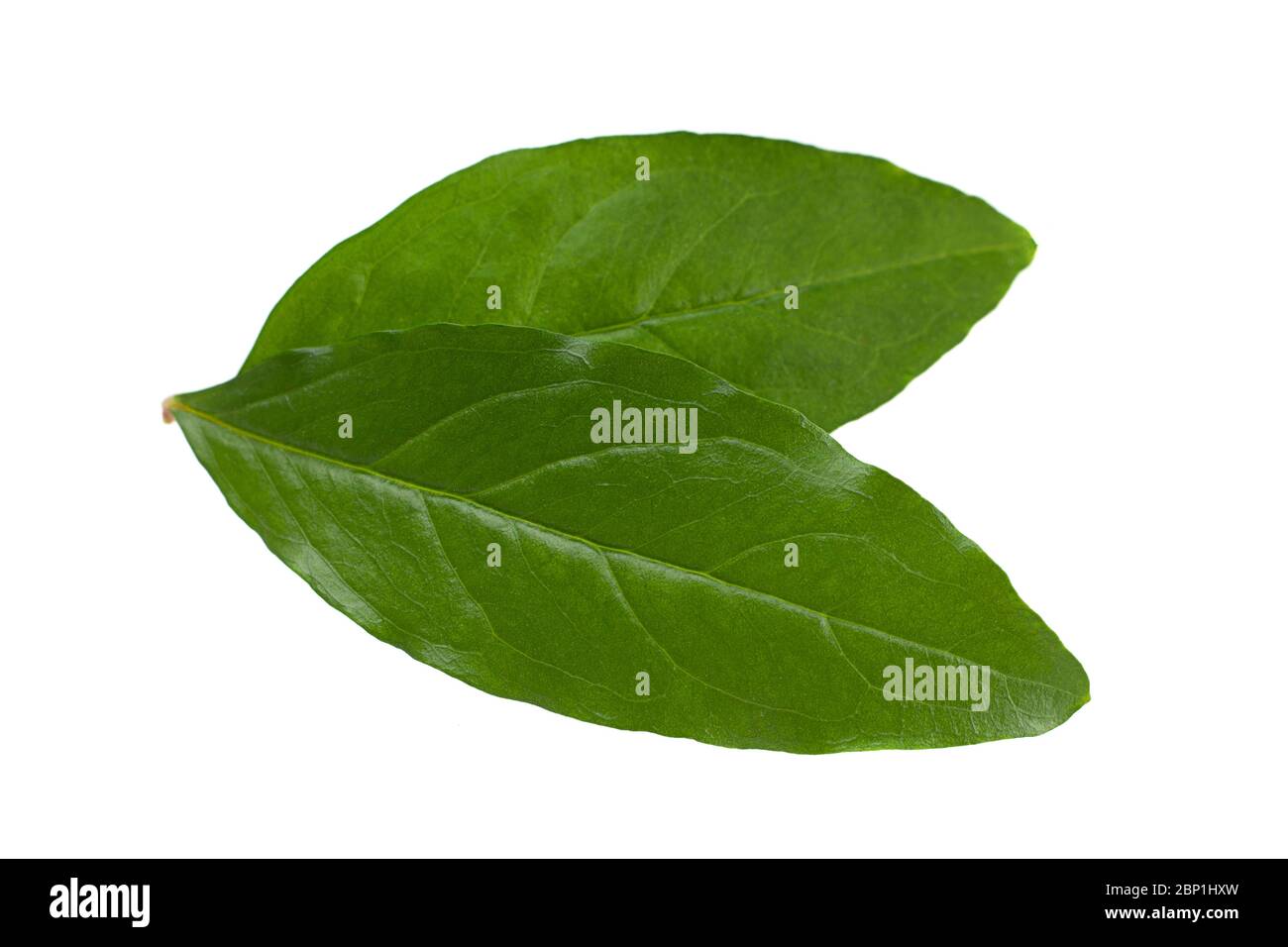 Closeup di foglie di melograno isolato su sfondo bianco Foto Stock