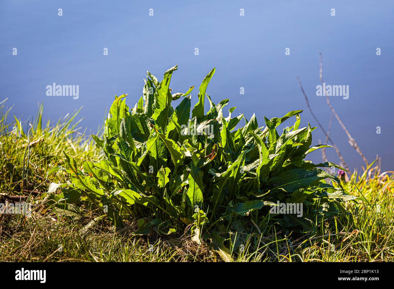 Lussureggiante crescita delle piante sulla riva del fiume in primavera Foto Stock