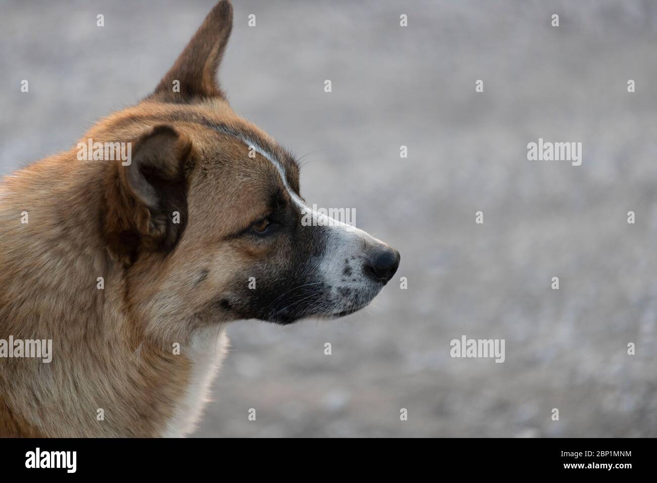 Akita inu cane da guardia giapponese. Primo piano della testa del cane. Foto Stock
