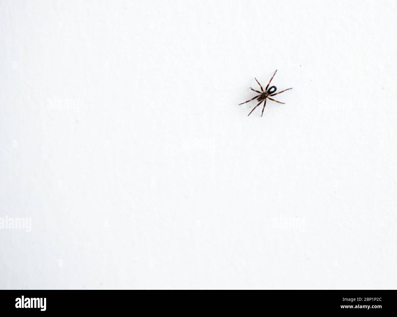 Macro fotografia del ragno casa, il cui nome latino è steatoda nobilis. Foto Stock
