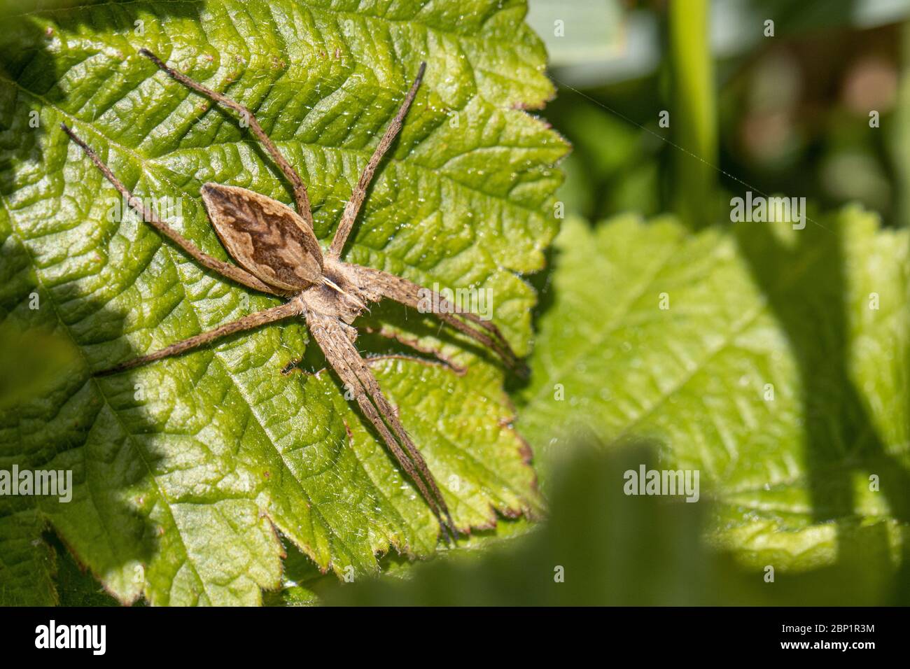 un ragno di lista marrone si aggana su una foglia per la preda Foto Stock