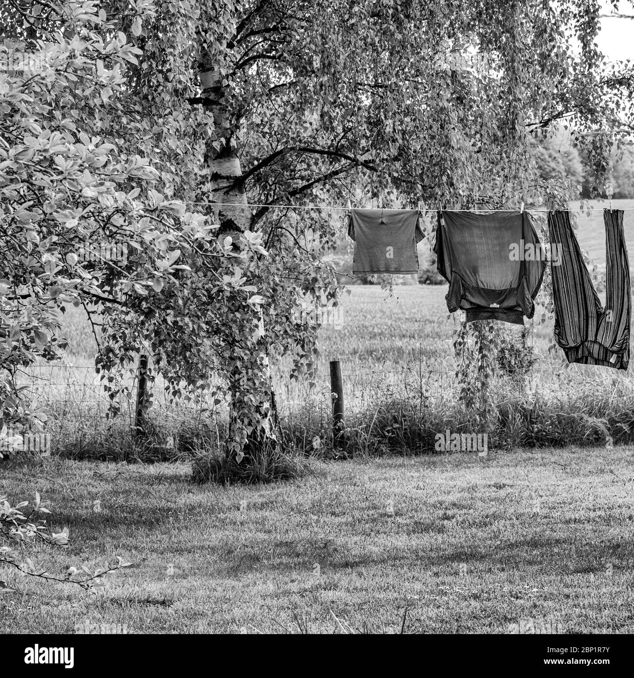 Vestiti che asciugano sotto un albero di uccello d'Argento Foto Stock