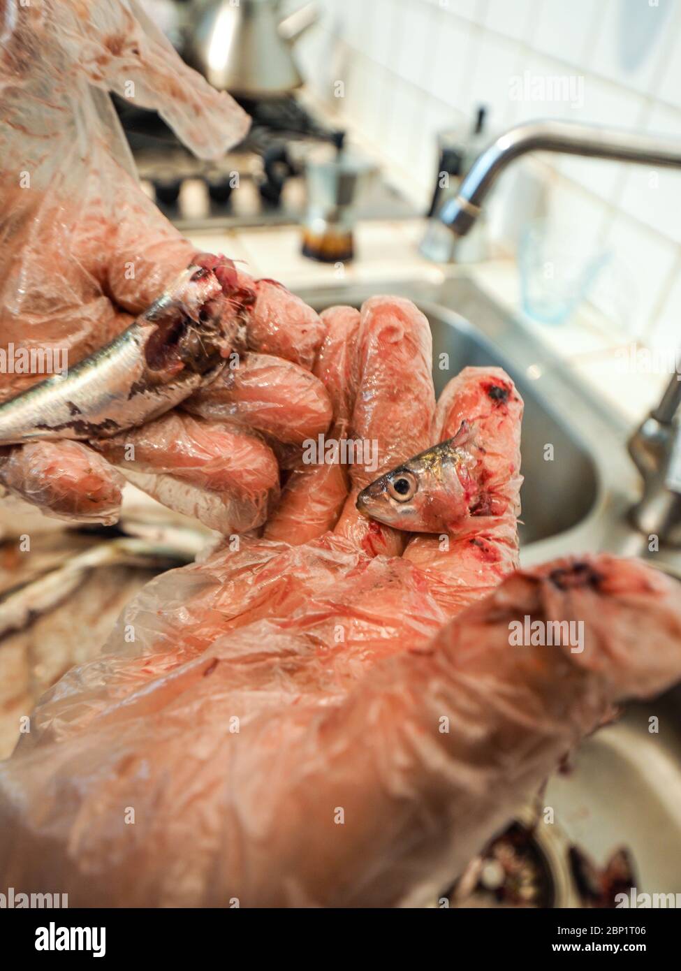 mani di donna anziana pensionata casalinga indossando guanti trasparenti pulizia acciughe pesce dalla testa e dalle gugine Foto Stock