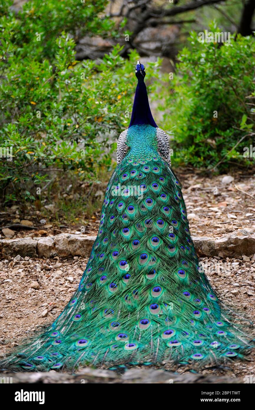 Peacock in Lokrum isola Dubrovnik Croazia Foto Stock