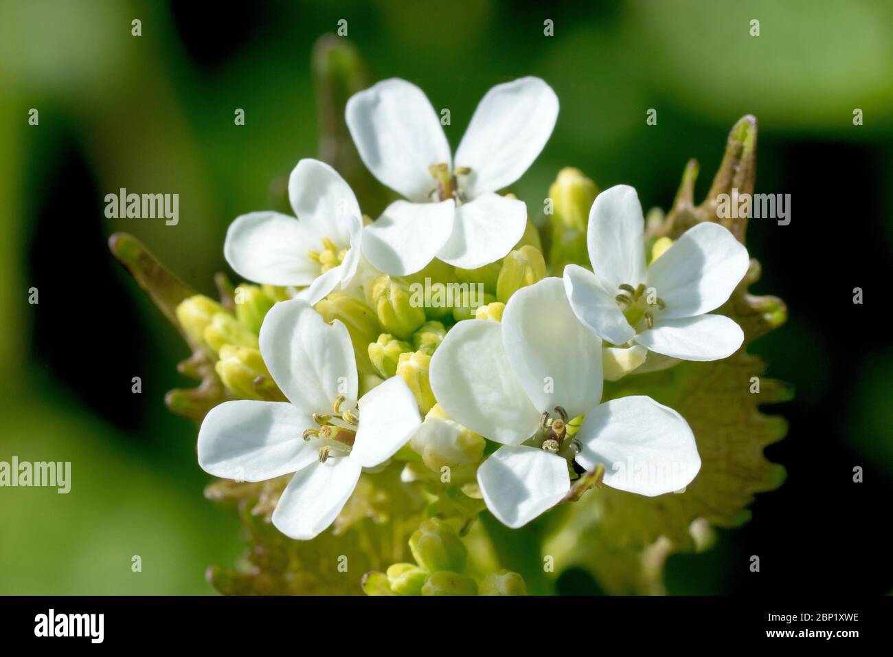 Aglio senape (alliaria petiolata), conosciuto anche come Jack by the Hedge, primo piano mostrando la testa del fiore mentre i fiori iniziano a comparire. Foto Stock