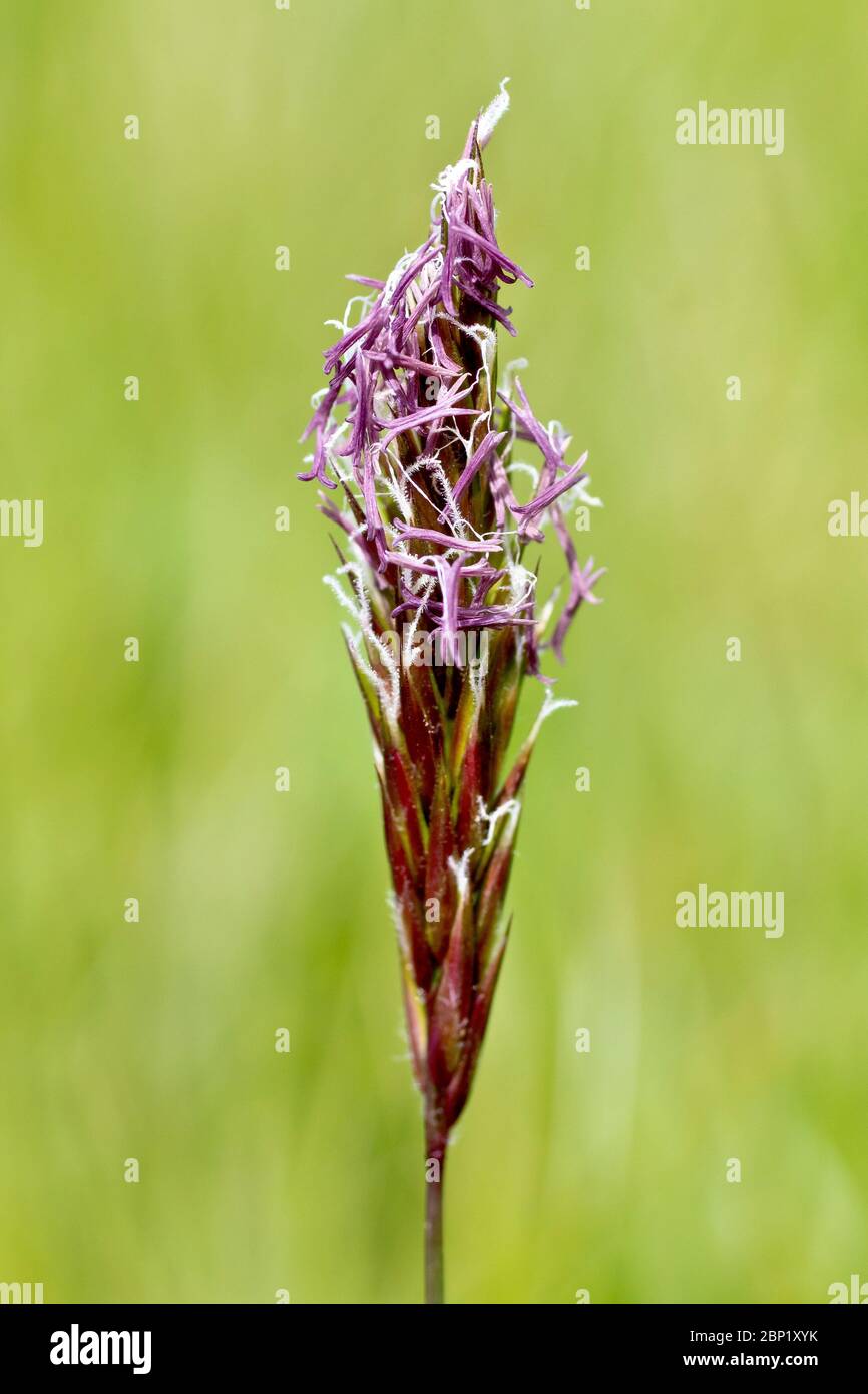 Erba Vernale dolce (antoxanthum odoratum), primo piano della testa di un unico fusto di erba in fiore, isolato su uno sfondo piano. Foto Stock