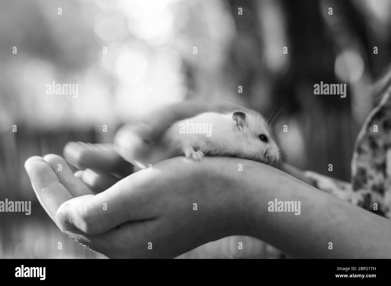 Criceto tra le braccia di un bambino. Foto di animali in bianco e nero. Foto Stock