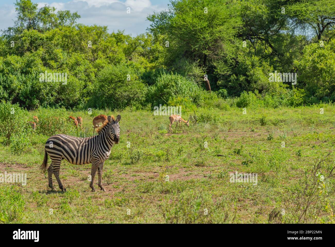 Zebre che si erigano tra loro circondate da alberi nel lago Manyara, Tanzania, Africa. Foto Stock