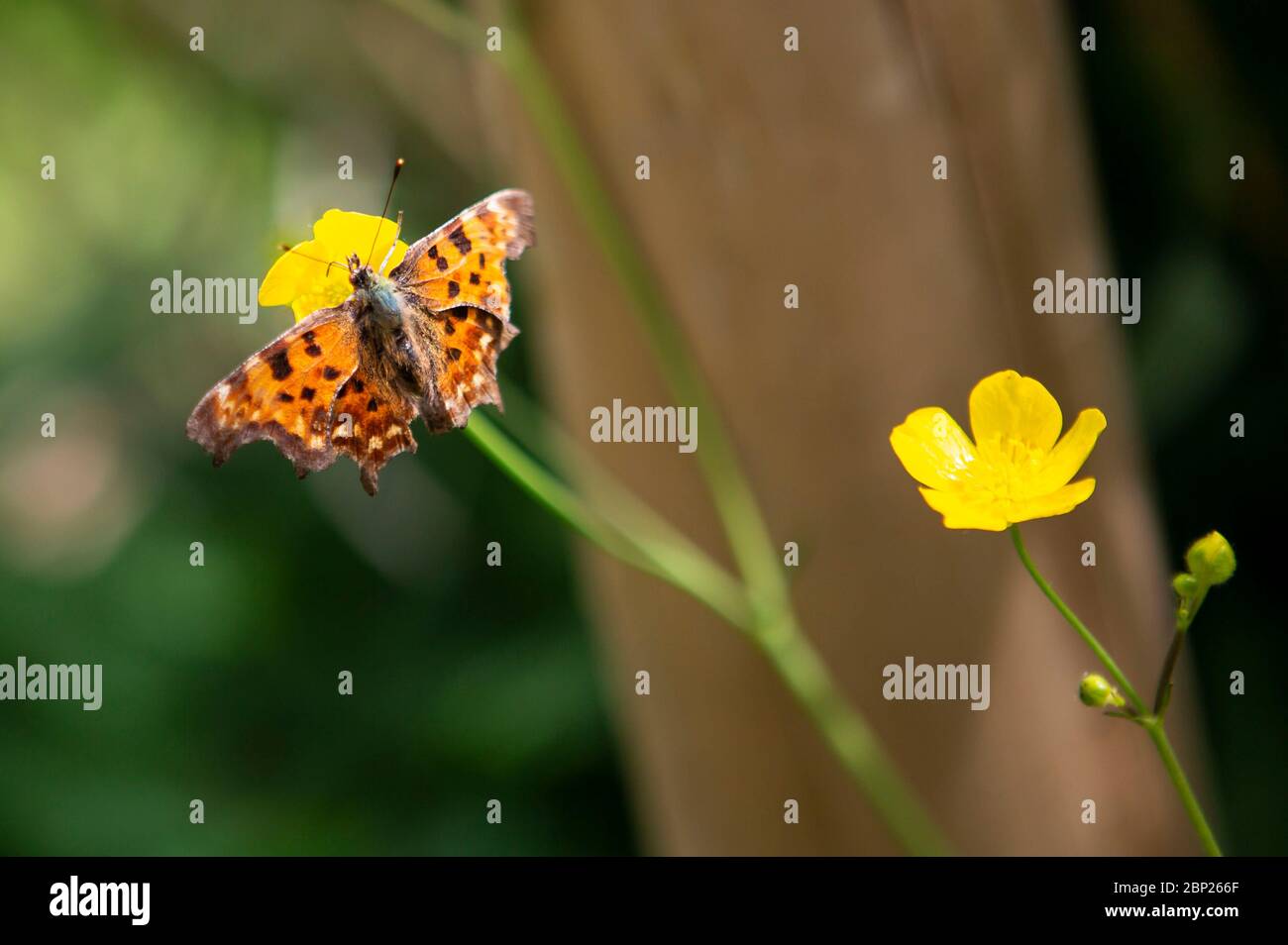 Farfalla su una coppa Foto Stock