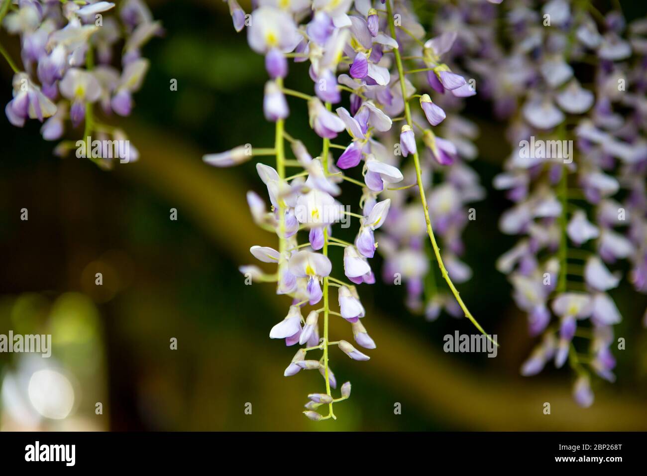Glicine viola appesa al sole Foto Stock