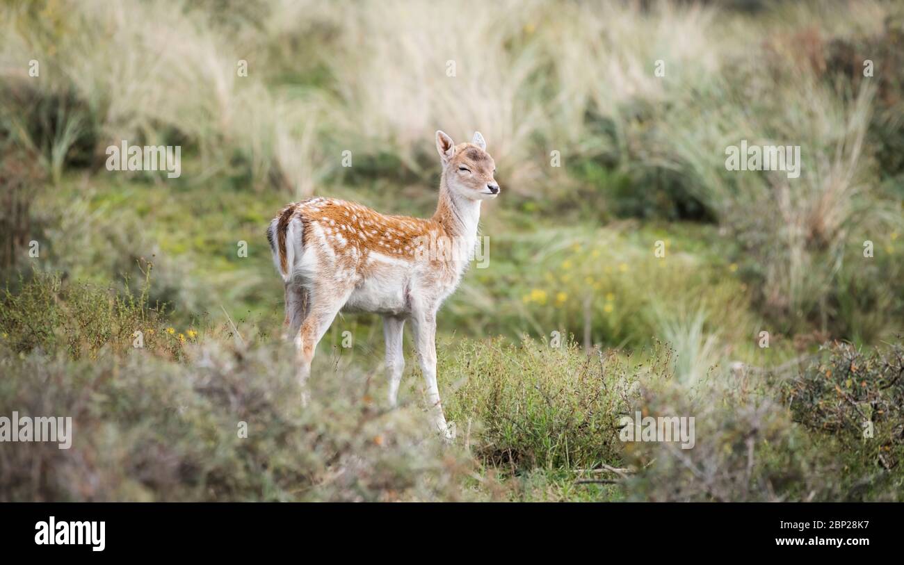 Zandvoort, Olanda, Amsterdam Coast, un ritratto di un diario europeo tra foglie in una fredda giornata autunnale. Foto Stock