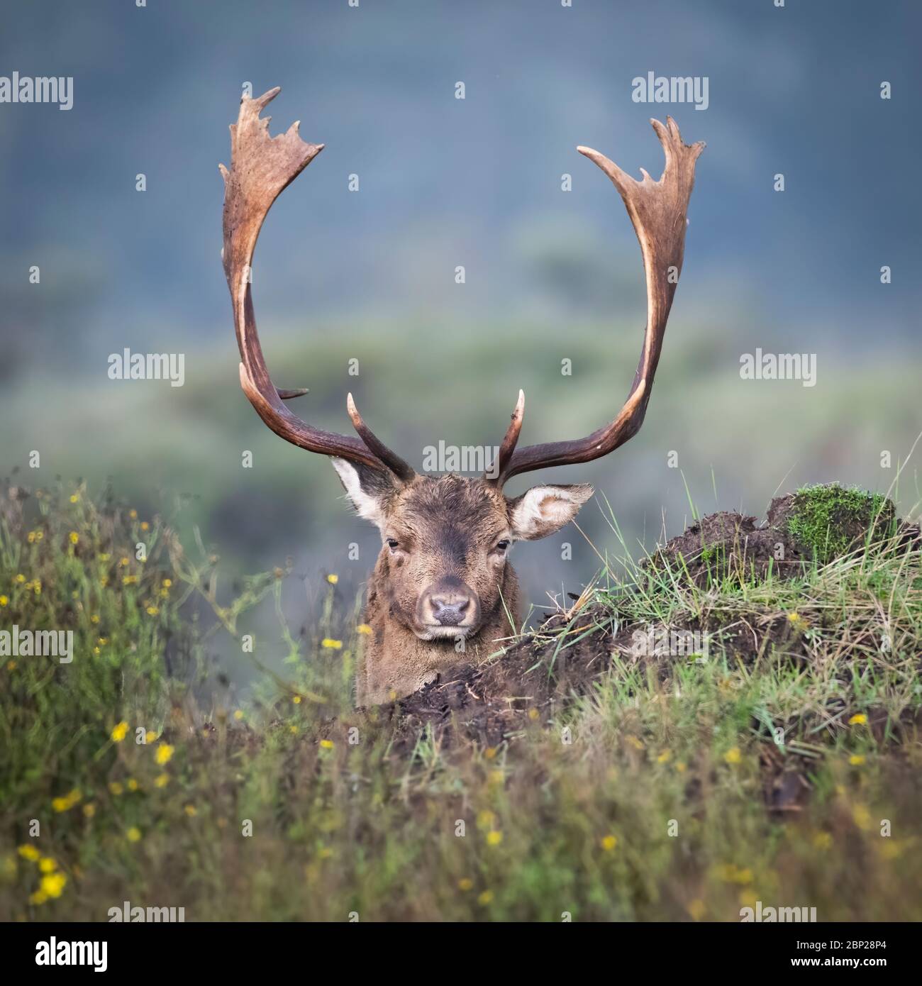 Maschio fiaboso Deer riposo e nascosto nel fogliame olandese paesaggio duna durante l'autunno Foto Stock