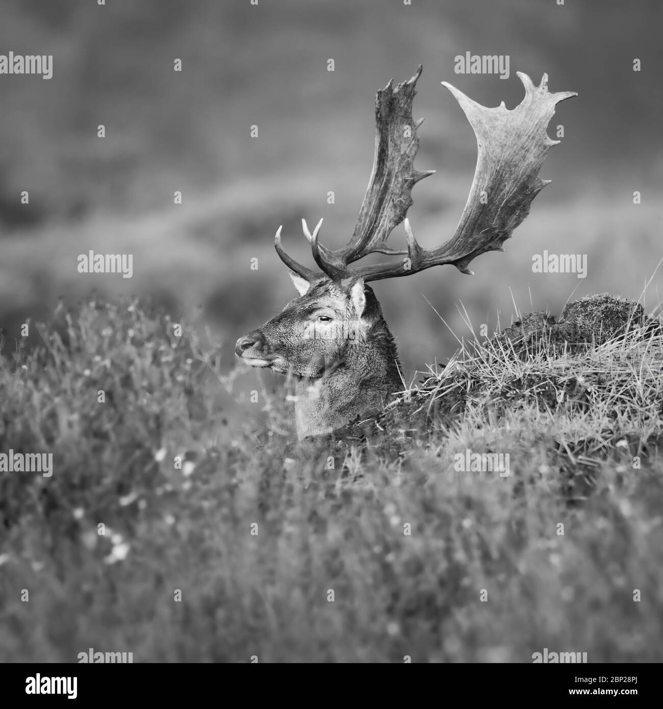 Maschio fiaboso Deer riposo e nascosto nel fogliame olandese paesaggio duna durante l'autunno Foto Stock