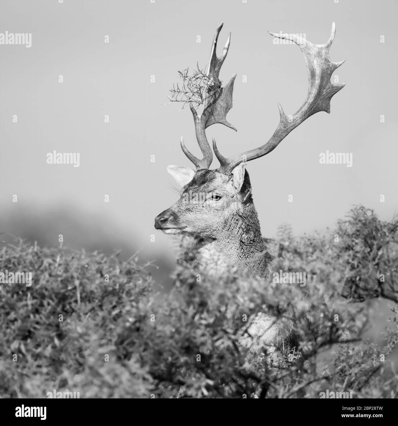 Maschio fiaboso Deer riposo e nascosto nel fogliame olandese paesaggio duna durante l'autunno Foto Stock