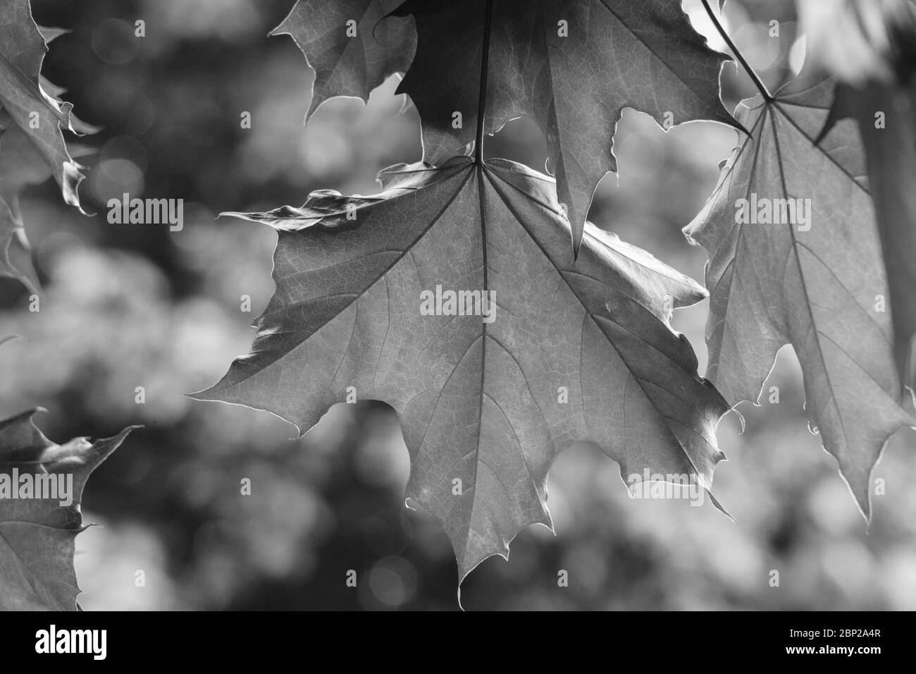 Curly Maple o Norway Maple Leaf con sfondo sfocato, Harrogate, North Yorkshire, Inghilterra, UK. Foto Stock
