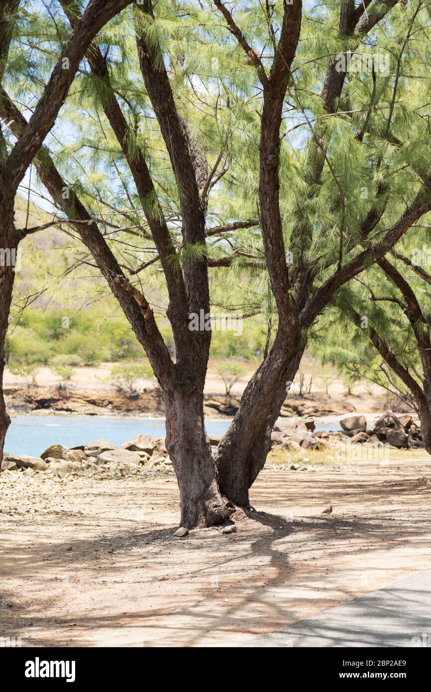 Pini vicino alla costa con verde fogliame durante la stagione secca Foto Stock