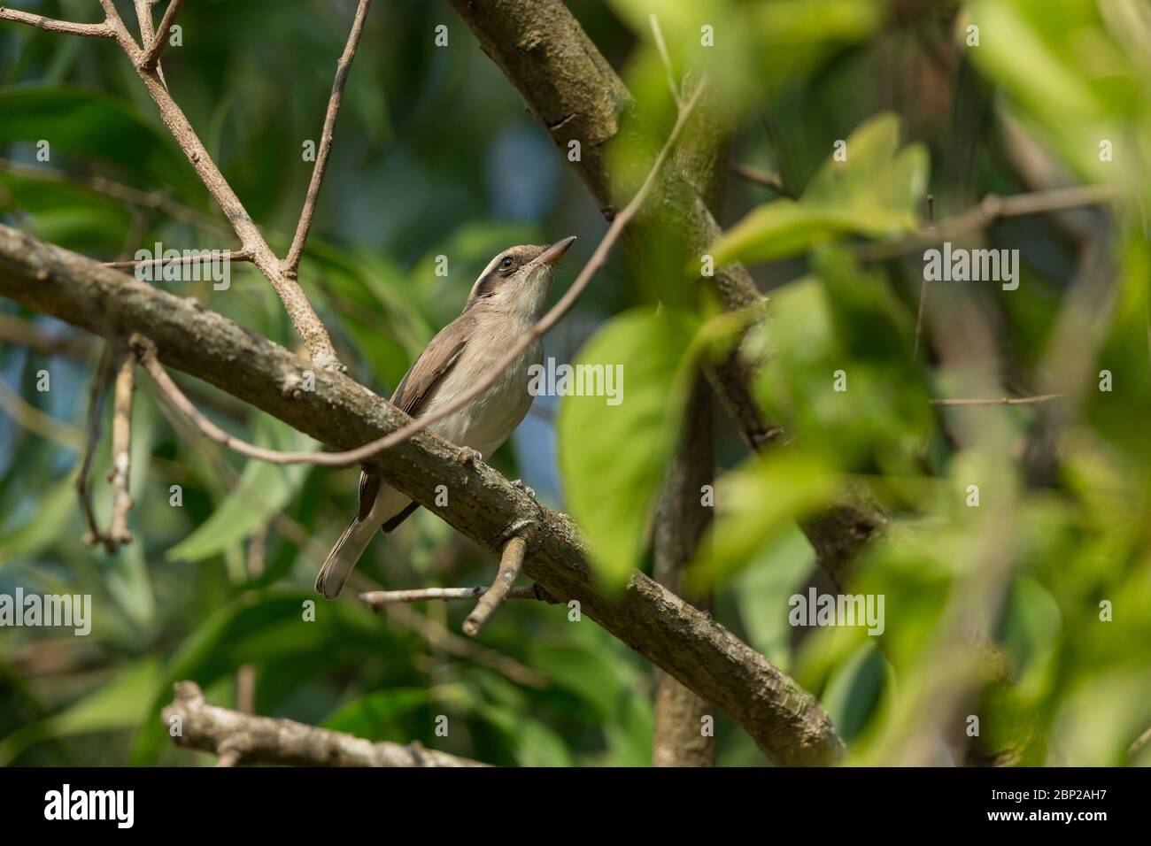 Gamberetti comuni Tephrodornis pondicerianus, adulto, arroccato in albero, Nido della natura, Goa, India, gennaio Foto Stock