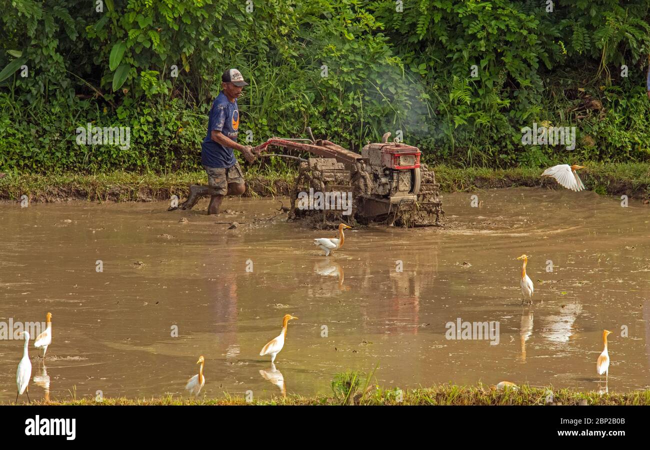 Coltivatore aratura campo di risaie allagato con aratro meccanico e garzette vicino Ubud Bali Foto Stock