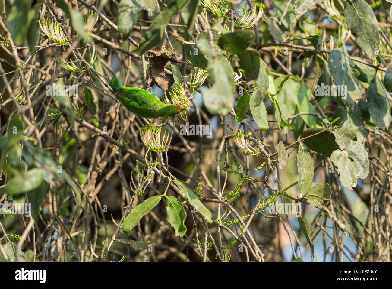 Aurifrons di Chloropsis di leafbird, dal fronte dorato, adulto, arroccato nell'albero, Nido della natura, Goa, India, gennaio Foto Stock