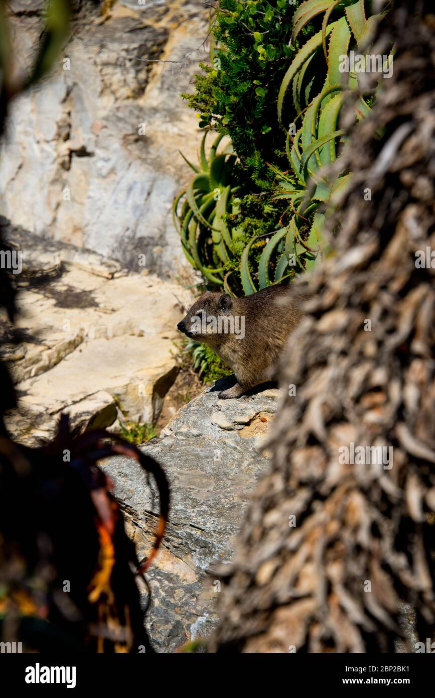 Roccia hyrax sulla scogliera a Hermanus, Sudafrica Foto Stock